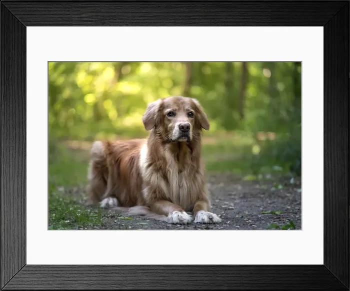 Framed Print : Brown hovawart dog laying on the ground in a wood, Italy, Europe Framed Print : Brown hovawart dog laying on the ground in a wood, Italy, Europe