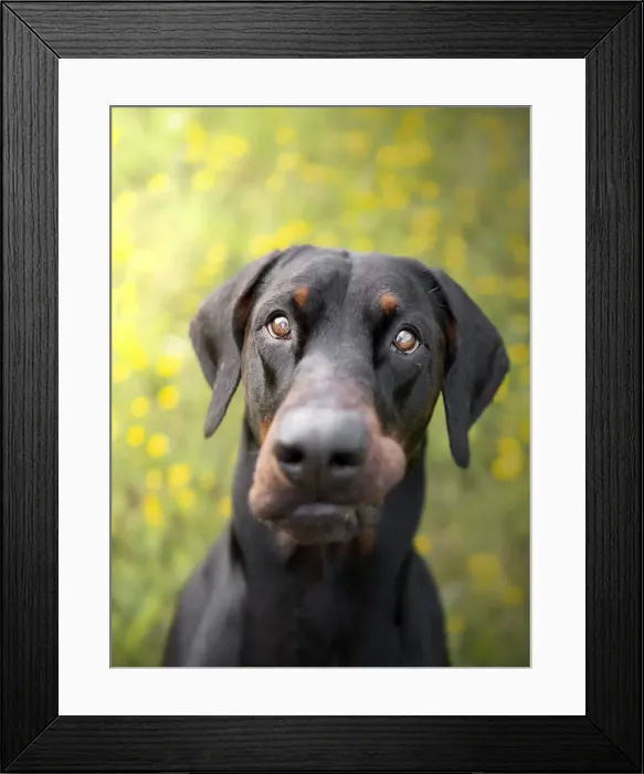 Framed Print : Dobermann dog in a field of yellow flowers, Italy, Europe Framed Print : Dobermann dog in a field of yellow flowers, Italy, Europe