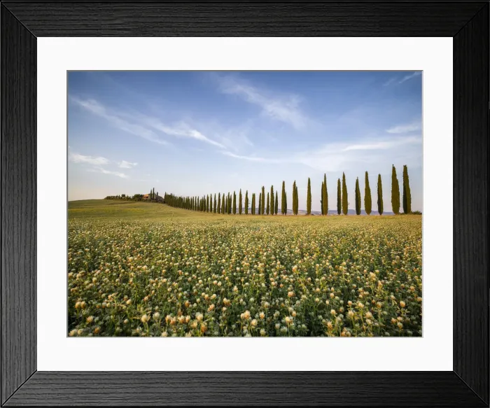 Framed Print : Tree-lined avenue of Poggio Covili and a flowery field, Val d Orcia, UNESCO World Heritage Site, Tuscany, Italy, Europe Framed Print : Tree-lined avenue of Poggio Covili and a flowery field, Val d Orcia, UNESCO World Heritage Site, Tuscany, Italy, Europe