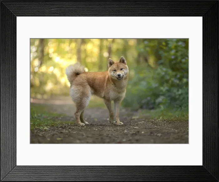 Framed Print : Akita Inu dog at sunset in a wood looking straight at the camera, Italy, Europe