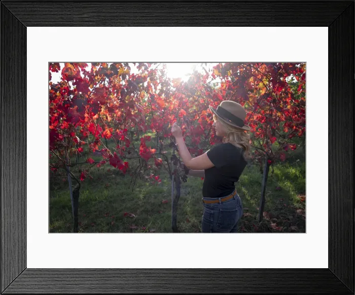 Framed Print : Woman with a hat in a red vineyard in autumn, Castelvetro di Modena, Emilia Romagna, Italy, Europe Framed Print : Woman with a hat in a red vineyard in autumn, Castelvetro di Modena, Emilia Romagna, Italy, Europe