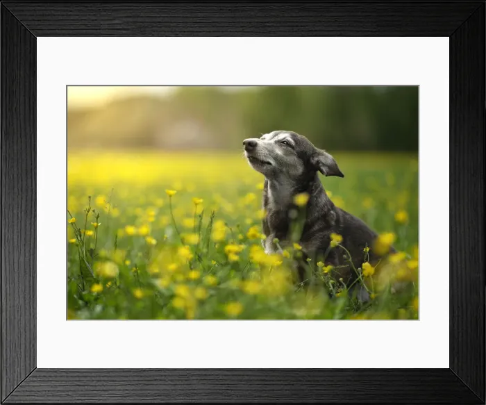 Framed Print : Small dog sunbathing in a field of yellow flowers, Italy, Europe