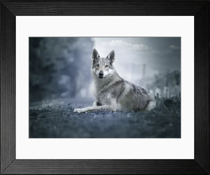 Framed Print : Czechoslovak Wolfdog portrait laying on the ground edited in blue colors, Italy, Europe Framed Print : Czechoslovak Wolfdog portrait laying on the ground edited in blue colors, Italy, Europe