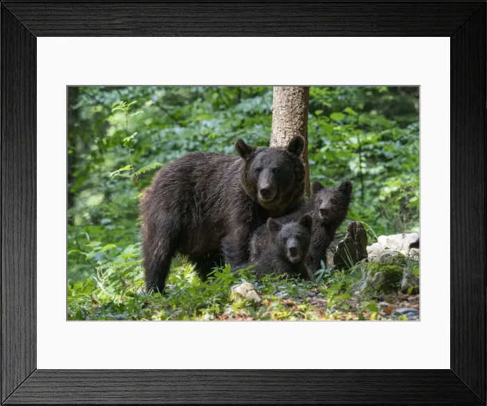 Framed Print : European brown bear (Ursus arctos) and cubs, Notranjska forest, Slovenia, Europe Framed Print : European brown bear (Ursus arctos) and cubs, Notranjska forest, Slovenia, Europe