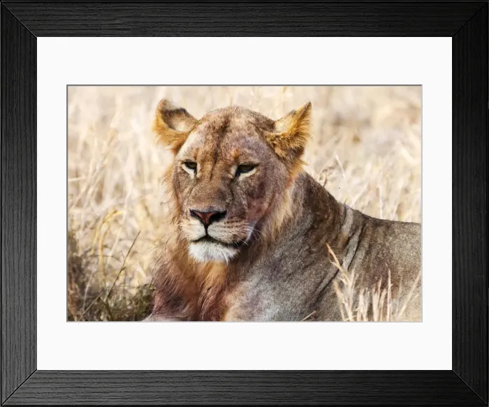 Framed Print : Lioness (Panthera leo) in the bush, Lualenyi Ranch, Taita-Taveta County, Kenya, East Africa, Africa Framed Print : Lioness (Panthera leo) in the bush, Lualenyi Ranch, Taita-Taveta County, Kenya, East Africa, Africa