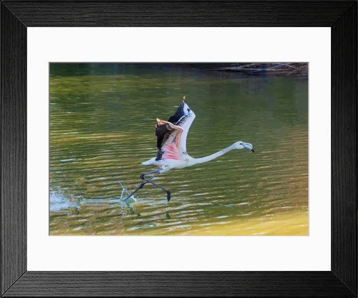 Framed Print : Greater flamingo at Orbetello Lagoon, Province of Grosseto, Maremma, Tuscany, Italy, Europe Framed Print : Greater flamingo at Orbetello Lagoon, Province of Grosseto, Maremma, Tuscany, Italy, Europe