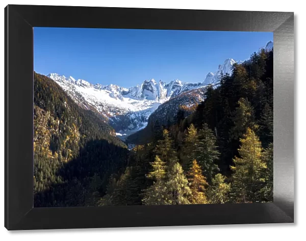 Clear sky over the snowcapped Sciore mountains and Cengalo peak framed by woods in autumn, Val Bregaglia, Graubunden, Switzerland, Europe