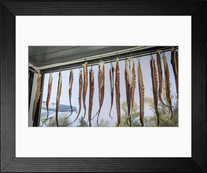 Framed Print : Tentacles of freshly caught Octopus hanging to dry in a Greek restaurant, Crete, Greek Islands, Greece, Europe Framed Print : Tentacles of freshly caught Octopus hanging to dry in a Greek restaurant, Crete, Greek Islands, Greece, Europe