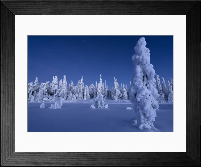 Framed Print : Frozen trees in the snowcapped forest under the stars at twilight, Lapland, Finland, Europe Framed Print : Frozen trees in the snowcapped forest under the stars at twilight, Lapland, Finland, Europe