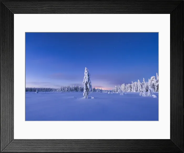 Framed Print : Frozen spruce tree in the snow under the starry sky at dusk, Lapland, Finland, Europe Framed Print : Frozen spruce tree in the snow under the starry sky at dusk, Lapland, Finland, Europe