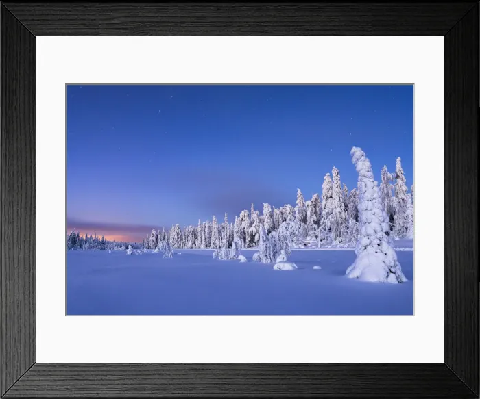 Framed Print : Frozen spruce trees covered with snow during winter dusk, Lapland, Finland, Europe Framed Print : Frozen spruce trees covered with snow during winter dusk, Lapland, Finland, Europe