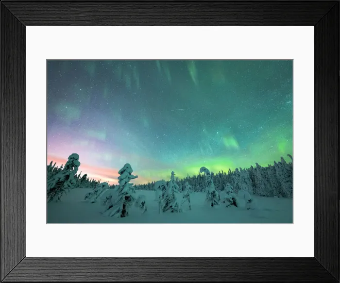 Framed Print : Frozen trees in the snow under the multi colored sky during the Northern Lights (Aurora Borealis) in winter, Iso Syote, Lapland, Finland, Europe Framed Print : Frozen trees in the snow under the multi colored sky during the Northern Lights (Aurora Borealis) in winter, Iso Syote, Lapland, Finland, Europe