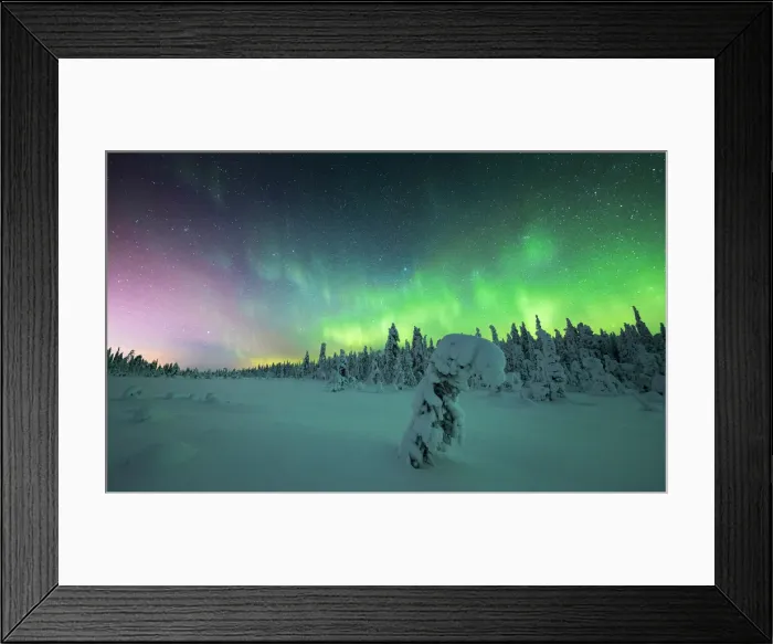 Framed Print : Frozen spruce tree covered with snow lit by Northern Lights (Aurora Borealis) in winter, Iso Syote, Lapland, Finland, Europe Framed Print : Frozen spruce tree covered with snow lit by Northern Lights (Aurora Borealis) in winter, Iso Syote, Lapland, Finland, Europe