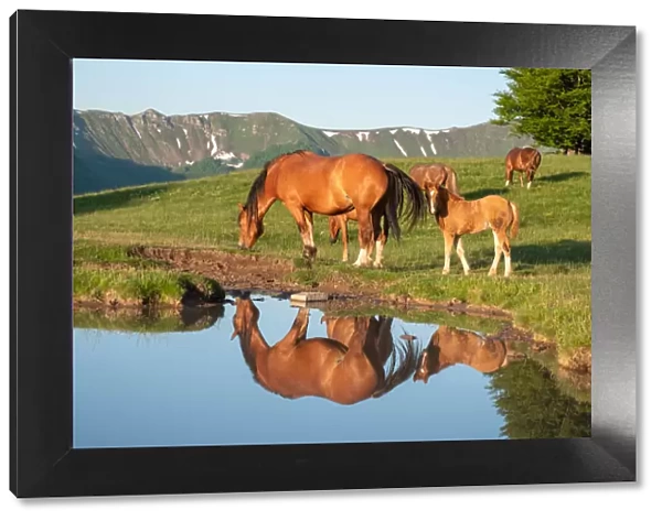 Mother horse (mare) with her foal reflected in a small lake, Emilia Romagna, Italy, Europe