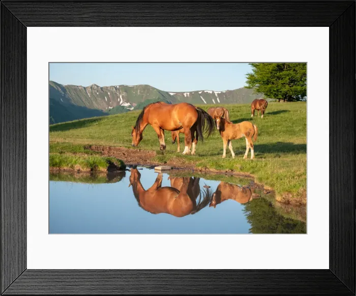 Framed Print : Mother horse (mare) with her foal reflected in a small lake, Emilia Romagna, Italy, Europe Framed Print : Mother horse (mare) with her foal reflected in a small lake, Emilia Romagna, Italy, Europe