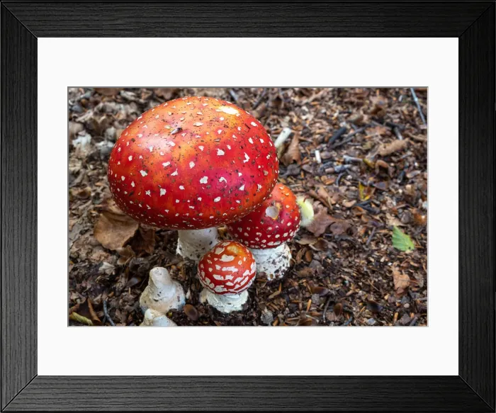 Framed Print : Amanita Muscaria (fly agaric) mushrooms in the underwood with a processionary bug climbing one of them, Emilia Romagna, Italy, Europe Framed Print : Amanita Muscaria (fly agaric) mushrooms in the underwood with a processionary bug climbing one of them, Emilia Romagna, Italy, Europe