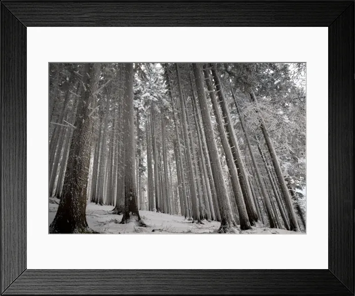 Framed Print : Trees covered by fresh pristine snow, Emilia Romagna, Italy, Europe Framed Print : Trees covered by fresh pristine snow, Emilia Romagna, Italy, Europe