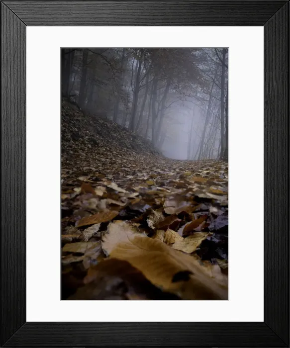 Framed Print : Trail in the wood on a foggy day all covered by dead leaves, Rhineland-Palatinate, Germany, Europe Framed Print : Trail in the wood on a foggy day all covered by dead leaves, Rhineland-Palatinate, Germany, Europe