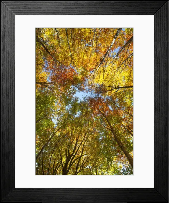 Framed Print : Converging trees photographed from below looking up to the sky with foliage in autumn colors, Emilia Romagna, Italy, Europe Framed Print : Converging trees photographed from below looking up to the sky with foliage in autumn colors, Emilia Romagna, Italy, Europe
