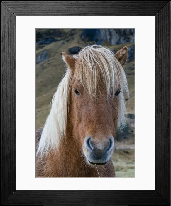 Framed Print : Icelandic horse near Vik, Iceland, Polar Regions Framed Print : Icelandic horse near Vik, Iceland, Polar Regions