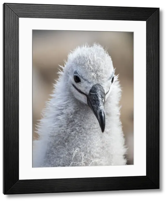Framed Print : Black-browed albatross (Thalassarche melanophris), chick at breeding colony on Saunders Island, Falklands, South America Framed Print : Black-browed albatross (Thalassarche melanophris), chick at breeding colony on Saunders Island, Falklands, South America
