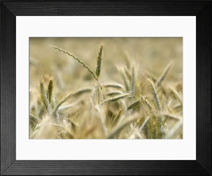 Framed Print : Wheat field, cultivated plants and agriculture, Yonne, France, Europe Framed Print : Wheat field, cultivated plants and agriculture, Yonne, France, Europe