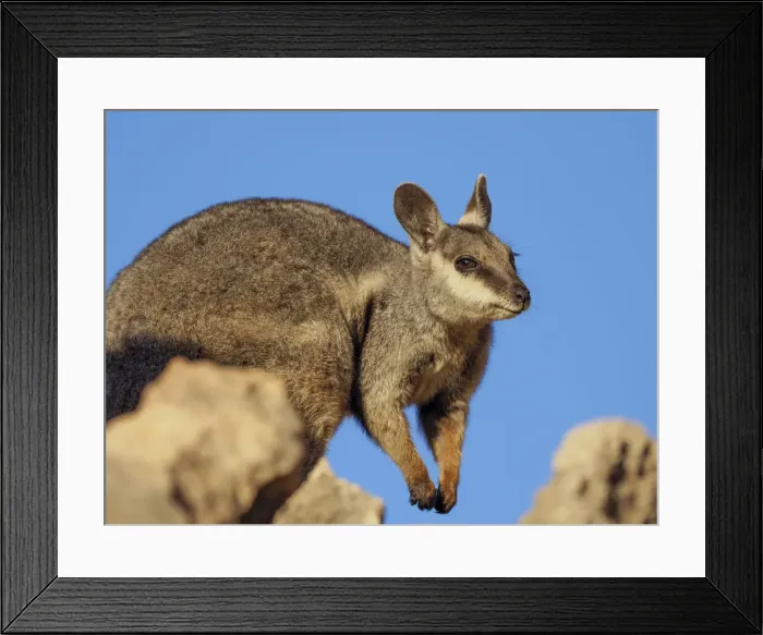 Framed Print : Adult black-footed rock wallaby (Petogale lateralis), in Cape Range National Park, Western Australia, Australia, Pacific Framed Print : Adult black-footed rock wallaby (Petogale lateralis), in Cape Range National Park, Western Australia, Australia, Pacific