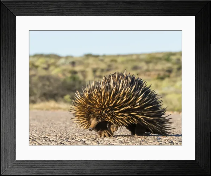 Framed Print : Short-beaked echidna (Tachyglossus aculeatus), crossing the road, Cape Range National Park, Western Australia, Australia, Pacific Framed Print : Short-beaked echidna (Tachyglossus aculeatus), crossing the road, Cape Range National Park, Western Australia, Australia, Pacific