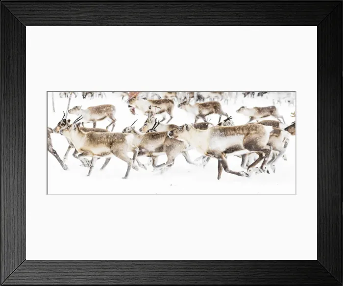 Framed Print : Reindeer herded by Sami people running fast in the white landscape during a snowfall, Lapland, Sweden, Scandinavia, Europe Framed Print : Reindeer herded by Sami people running fast in the white landscape during a snowfall, Lapland, Sweden, Scandinavia, Europe