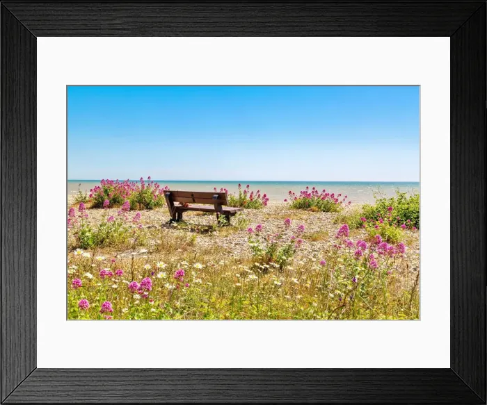 Framed Print : Empty bench amid wildflowers on the shingle beach at Pevensey Bay, East Sussex, England, United Kingdom, Europe Framed Print : Empty bench amid wildflowers on the shingle beach at Pevensey Bay, East Sussex, England, United Kingdom, Europe
