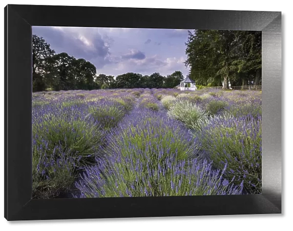 A beautiful Lavender Field in summer, Swettenham, Cheshire, England, United Kingdom, Europe