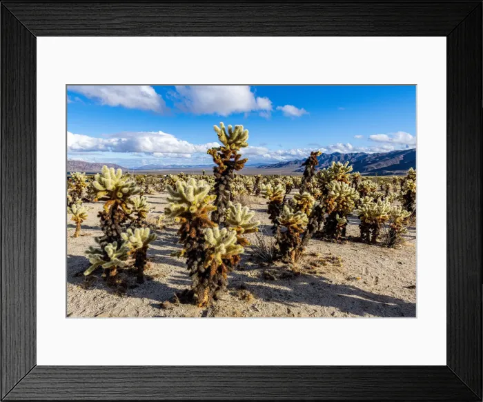 Framed Print : Chuckwalla Cholla, Cholla Cactus Garden, Joshua Tree National Park, California, United States of America, North America Framed Print : Chuckwalla Cholla, Cholla Cactus Garden, Joshua Tree National Park, California, United States of America, North America