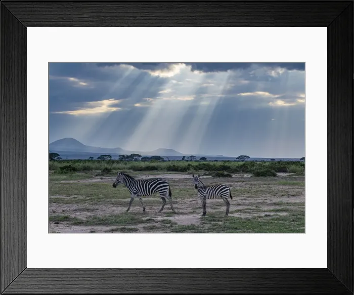 Framed Print : Zebras in the breaking light, Amboseli National Park, Kenya, East Africa, Africa Framed Print : Zebras in the breaking light, Amboseli National Park, Kenya, East Africa, Africa