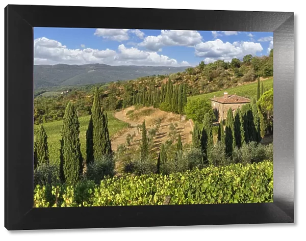 Vineyards near Radda in Chianti, Chianti, Firenze District, Tuscany, Italy, Europe