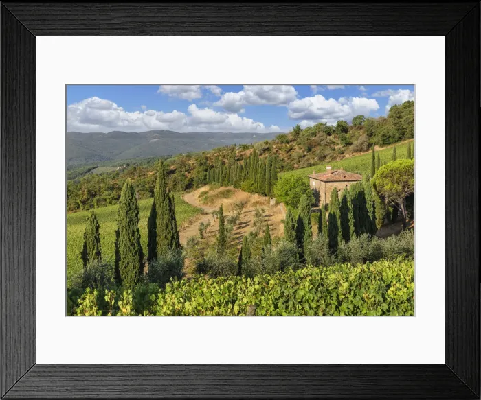 Framed Print : Vineyards near Radda in Chianti, Chianti, Firenze District, Tuscany, Italy, Europe
