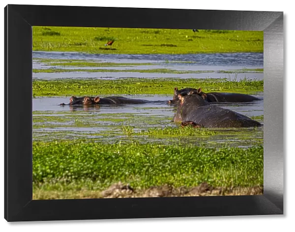 Hippopotamus, Amboseli National Park, Kenya, East Africa, Africa