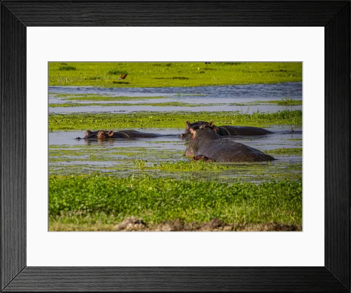 Framed Print : Hippopotamus, Amboseli National Park, Kenya, East Africa, Africa Framed Print : Hippopotamus, Amboseli National Park, Kenya, East Africa, Africa