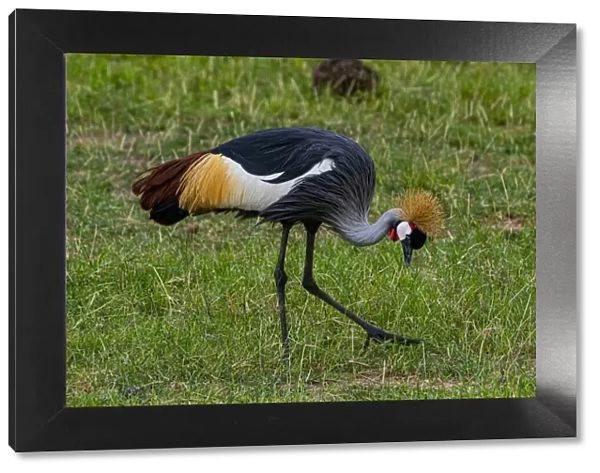 Black crowned crane (Balearica pavonina), Amboseli National Park, Kenya, East Africa, Africa