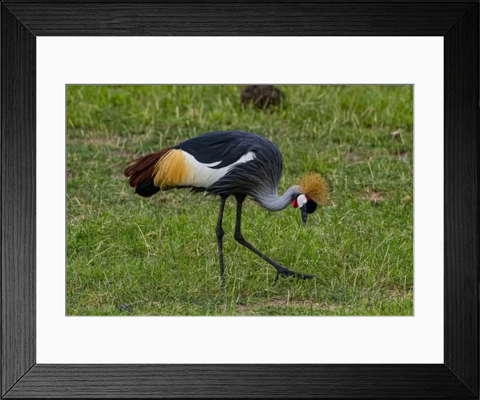Framed Print : Black crowned crane (Balearica pavonina), Amboseli National Park, Kenya, East Africa, Africa Framed Print : Black crowned crane (Balearica pavonina), Amboseli National Park, Kenya, East Africa, Africa