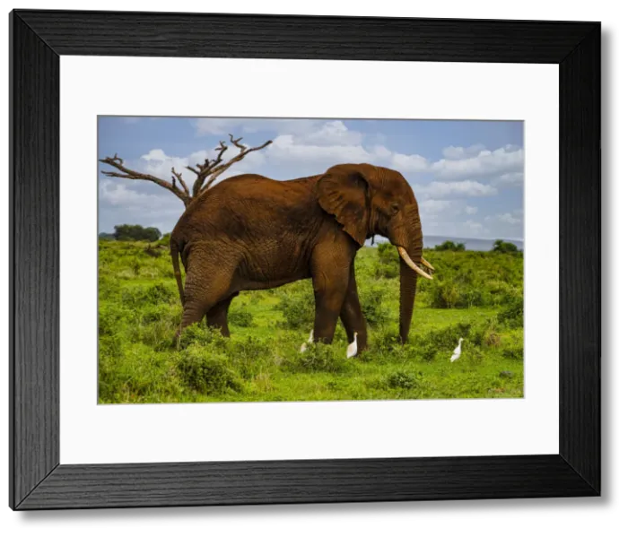 Framed Print : African elephant (Loxodonta), Amboseli National Park, Kenya, East Africa, Africa Framed Print : African elephant (Loxodonta), Amboseli National Park, Kenya, East Africa, Africa
