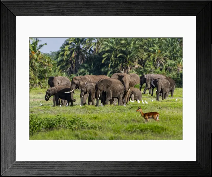 Framed Print : African elephants (Loxodonta), Amboseli National Park, Kenya, East Africa, Africa Framed Print : African elephants (Loxodonta), Amboseli National Park, Kenya, East Africa, Africa