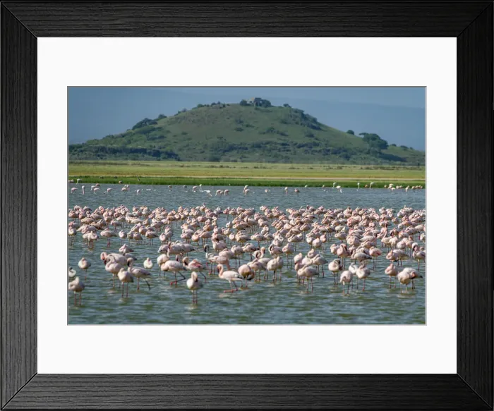 Framed Print : Flamingos in a lake, Amboseli National Park, Kenya, East Africa, Africa Framed Print : Flamingos in a lake, Amboseli National Park, Kenya, East Africa, Africa