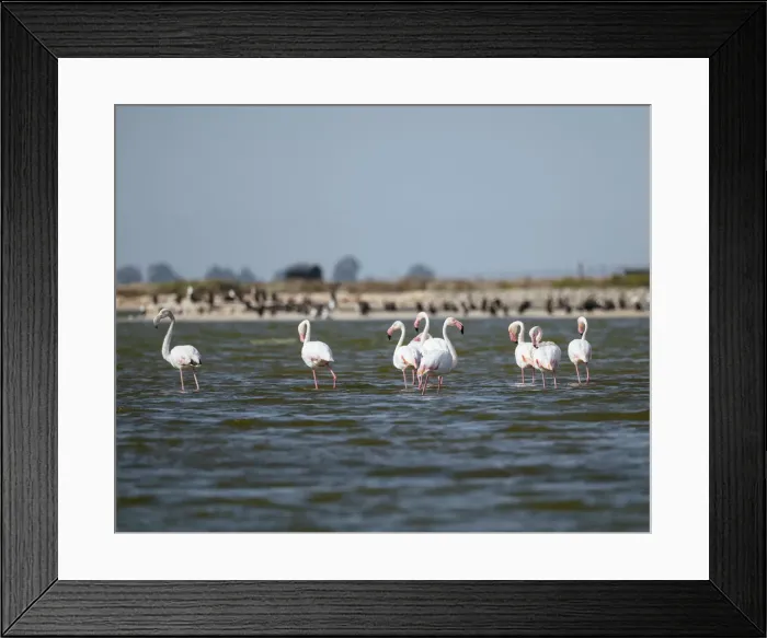 Framed Print : Flamingos, Western Cape, South Africa, Africa Framed Print : Flamingos, Western Cape, South Africa, Africa