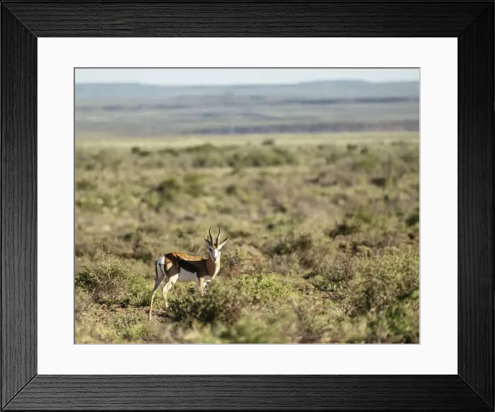Framed Print : Springbok, Karoo National Park, Beaufort West, Western Cape, South Africa, Africa Framed Print : Springbok, Karoo National Park, Beaufort West, Western Cape, South Africa, Africa