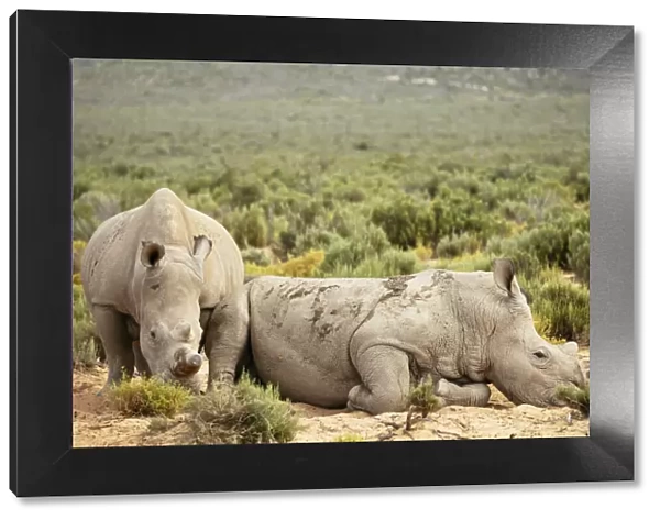 White Rhino, Aquila Private Game Reserve, Touws River, Western Cape, South Africa, Africa