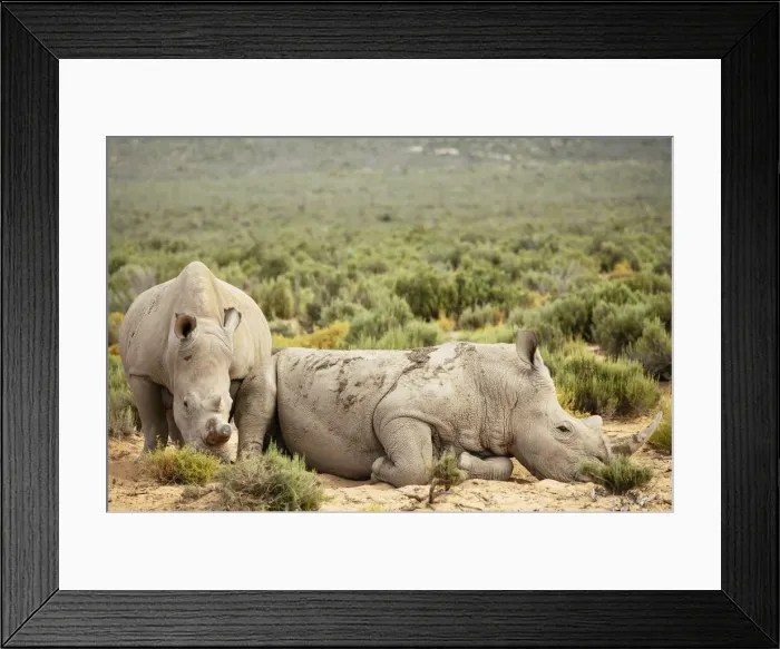 Framed Print : White Rhino, Aquila Private Game Reserve, Touws River, Western Cape, South Africa, Africa Framed Print : White Rhino, Aquila Private Game Reserve, Touws River, Western Cape, South Africa, Africa