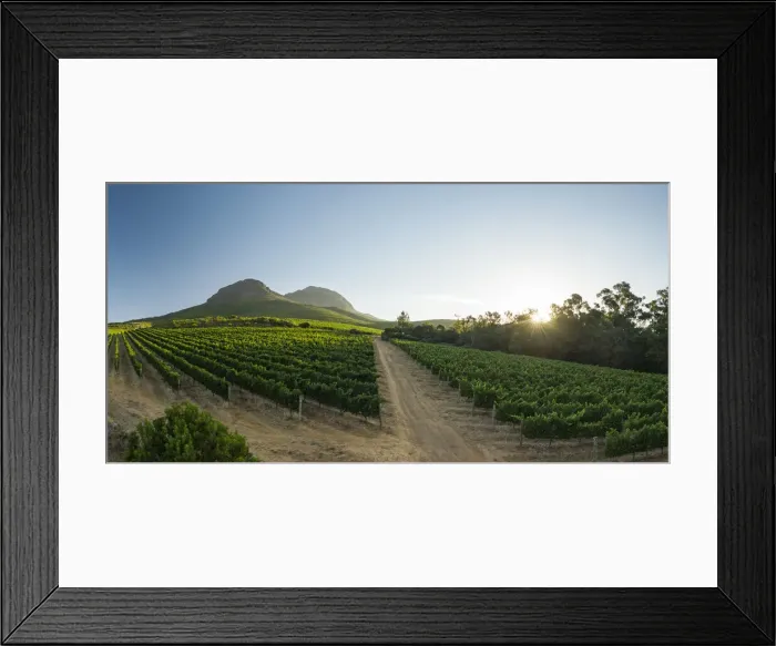 Framed Print : Aerial view of wine vineyards near Stellenbosch, Western Cape, South Africa, Africa Framed Print : Aerial view of wine vineyards near Stellenbosch, Western Cape, South Africa, Africa
