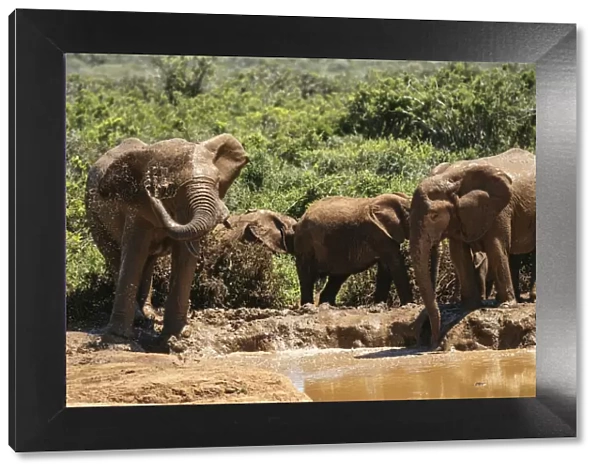 African Elephants, Addo Elephant National Park, Eastern Cape, South Africa, Africa