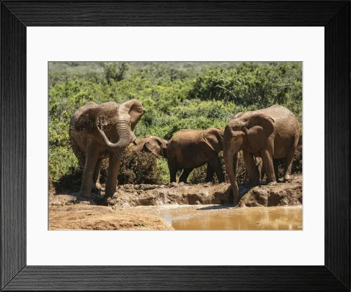 Framed Print : African Elephants, Addo Elephant National Park, Eastern Cape, South Africa, Africa Framed Print : African Elephants, Addo Elephant National Park, Eastern Cape, South Africa, Africa