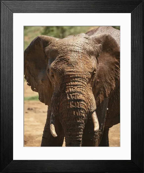 Framed Print : African Elephant at watering hole, Addo Elephant National Park, Eastern Cape, South Africa, Africa Framed Print : African Elephant at watering hole, Addo Elephant National Park, Eastern Cape, South Africa, Africa